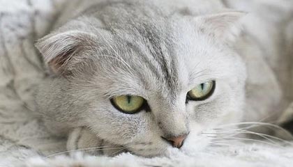 开云官网入口地址-杨瀚森不断挑战自我突破身体极限，杨瀚森 篮球